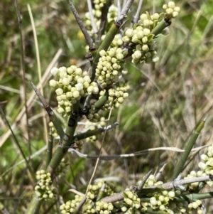 Discaria pubescens at Mount Clear, ACT - 24 Nov 2022 02:07 PM