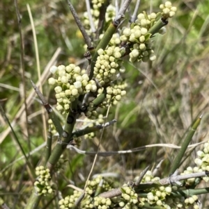 Discaria pubescens at Mount Clear, ACT - 24 Nov 2022