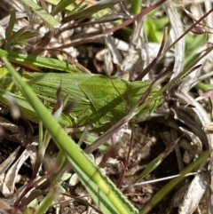 Perala viridis (Spring buzzer) at Namadgi National Park - 24 Nov 2022 by Ned_Johnston