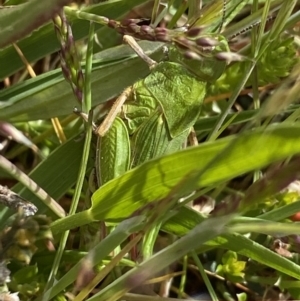 Perala viridis at Mount Clear, ACT - 24 Nov 2022 02:10 PM