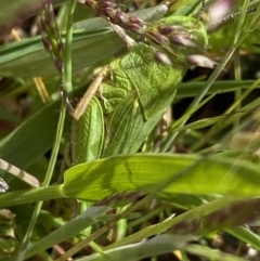 Perala viridis at Mount Clear, ACT - 24 Nov 2022 02:10 PM