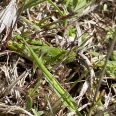 Perala viridis at Mount Clear, ACT - 24 Nov 2022 02:10 PM