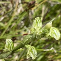 Hymenochilus crassicaulis at Mount Clear, ACT - 24 Nov 2022