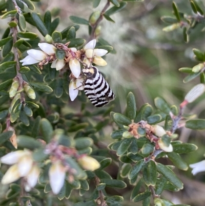 Technitis amoenana (A tortrix or leafroller moth) at Namadgi National Park - 24 Nov 2022 by Ned_Johnston
