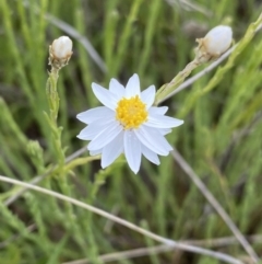 Rhodanthe anthemoides (Chamomile Sunray) at Mount Clear, ACT - 24 Nov 2022 by NedJohnston