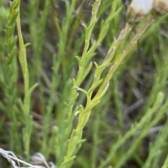 Rhodanthe anthemoides at Mount Clear, ACT - 24 Nov 2022 03:00 PM