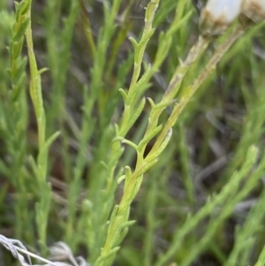 Rhodanthe anthemoides at Mount Clear, ACT - 24 Nov 2022