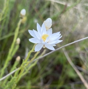 Rhodanthe anthemoides at Mount Clear, ACT - 24 Nov 2022 03:00 PM