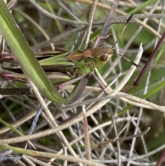 Perala viridis (Spring buzzer) at Shannons Flat, NSW - 24 Nov 2022 by Ned_Johnston