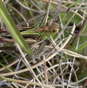 Perala viridis at Shannons Flat, NSW - 24 Nov 2022