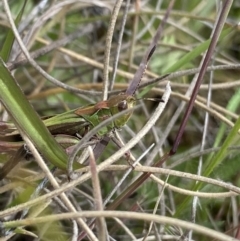 Perala viridis at Shannons Flat, NSW - 24 Nov 2022