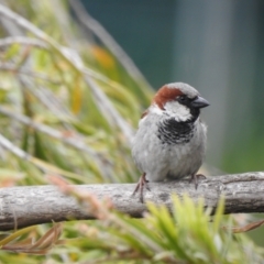 Passer domesticus (House Sparrow) at Queanbeyan, NSW - 1 Dec 2022 by GlossyGal