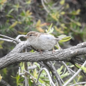 Passer domesticus at Queanbeyan, NSW - 1 Dec 2022 05:19 PM