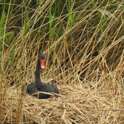 Cygnus atratus (Black Swan) at Queanbeyan, NSW - 1 Dec 2022 by GlossyGal