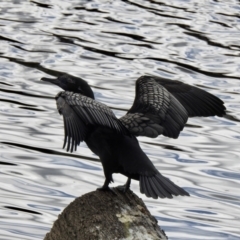 Phalacrocorax sulcirostris (Little Black Cormorant) at Queanbeyan, NSW - 2 Dec 2022 by GlossyGal