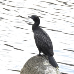 Phalacrocorax sulcirostris at Queanbeyan, NSW - 2 Dec 2022 08:01 AM