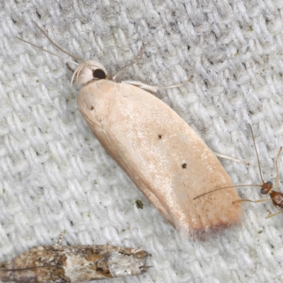 Acanthodela protophaes (A Concealer moth) at O'Connor, ACT - 3 Dec 2022 by ibaird