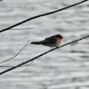 Hirundo neoxena at Queanbeyan, NSW - 2 Dec 2022 08:03 AM