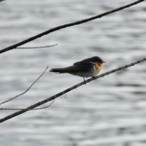Hirundo neoxena (Welcome Swallow) at Queanbeyan, NSW by GlossyGal