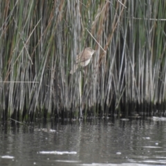 Acrocephalus australis (Australian Reed-Warbler) at Nimmitabel, NSW - 2 Dec 2022 by GlossyGal