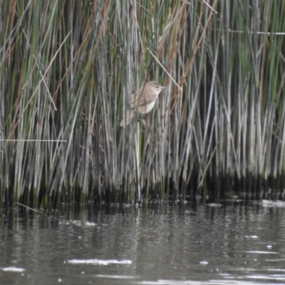 Acrocephalus australis (Australian Reed-Warbler) at Nimmitabel, NSW - 2 Dec 2022 by GlossyGal