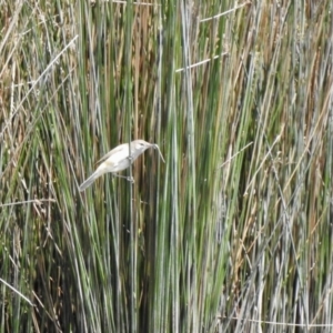 Acrocephalus australis at Nimmitabel, NSW - 2 Dec 2022