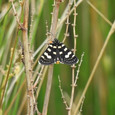 Phalaenoides tristifica (Willow-herb Day-moth) at Nimmitabel, NSW - 2 Dec 2022 by GlossyGal