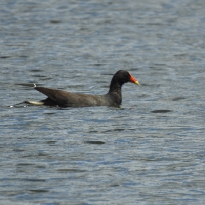 Gallinula tenebrosa (Dusky Moorhen) at Nimmitabel, NSW - 2 Dec 2022 by GlossyGal