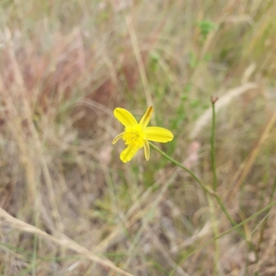 Tricoryne elatior (Yellow Rush Lily) at Rose Valley, NSW - 5 Dec 2022 by anaqbn