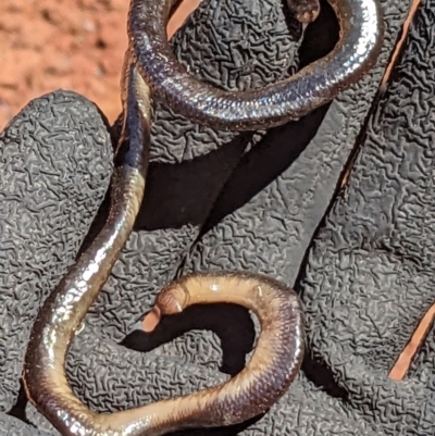 Anilios nigrescens (Blackish Blind Snake) at Acton, ACT - 5 Dec 2022 by MTranter