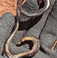 Anilios nigrescens (Blackish Blind Snake) at Acton, ACT - 4 Dec 2022 by MTranter