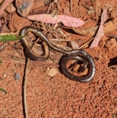 Anilios nigrescens at Acton, ACT - 5 Dec 2022