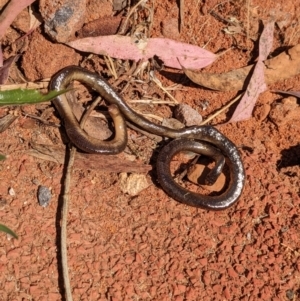 Anilios nigrescens at Acton, ACT - 5 Dec 2022