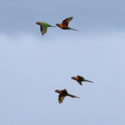 Trichoglossus moluccanus (Rainbow Lorikeet) at Wodonga, VIC - 5 Dec 2022 by KylieWaldon