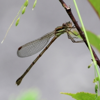 Austrolestes analis (Slender Ringtail) at Wodonga, VIC - 5 Dec 2022 by KylieWaldon