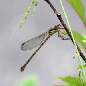 Austrolestes analis at Wodonga, VIC - 5 Dec 2022 01:22 PM