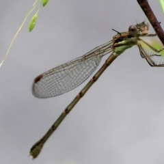 Austrolestes analis at Wodonga, VIC - 5 Dec 2022 01:22 PM