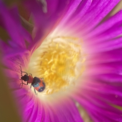 Dicranolaius bellulus (Red and Blue Pollen Beetle) at Batemans Marine Park - 3 Dec 2022 by PeterA