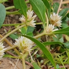 Alternanthera sp. A Flora of NSW (M. Gray 5187) J. Palmer at Gundaroo, NSW - 5 Dec 2022 by Gunyijan