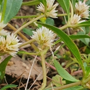 Alternanthera sp. A Flora of NSW (M. Gray 5187) J. Palmer at Gundaroo, NSW - 5 Dec 2022
