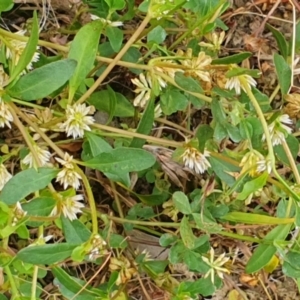 Alternanthera sp. A Flora of NSW (M. Gray 5187) J. Palmer at Gundaroo, NSW - 5 Dec 2022 01:40 PM