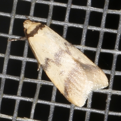 Heteroteucha anthodora (A Concealer moth) at O'Connor, ACT - 3 Dec 2022 by ibaird