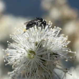 Tetragonula carbonaria at Mogo, NSW - 3 Dec 2022