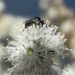 Tetragonula carbonaria (Stingless bee) at Mogo, NSW - 3 Dec 2022 by PeterA