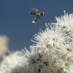 Tetragonula carbonaria at Mogo, NSW - suppressed