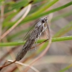 Phycitinae (subfamily) at Aranda Bushland - 2 Dec 2022 by CathB