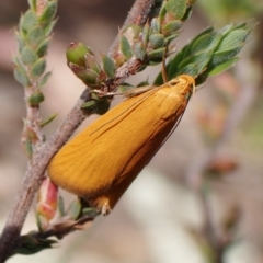 Eulechria electrodes (Yellow Eulechria Moth) at Molonglo Valley, ACT - 2 Dec 2022 by CathB