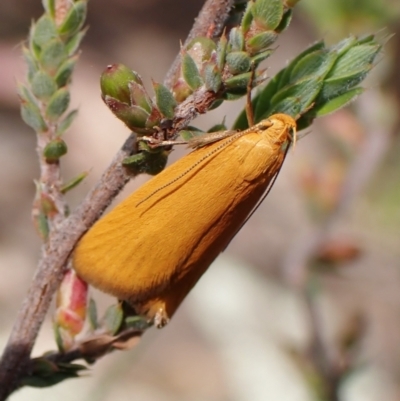 Eulechria electrodes (Yellow Eulechria Moth) at Aranda Bushland - 2 Dec 2022 by CathB