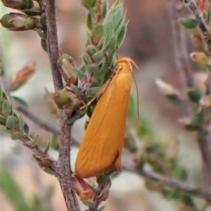 Eulechria electrodes at Molonglo Valley, ACT - 2 Dec 2022 04:29 PM