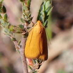 Eulechria electrodes at Molonglo Valley, ACT - 2 Dec 2022